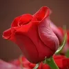 mdabbdulhamidkhan