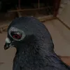 shabirayan2