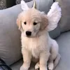 ohmygodsocute