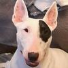 englishbullterrier11