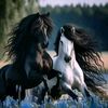 ahmed_k6666