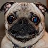 pug_boy28