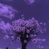 hana_mohamed1222