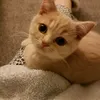 cat.queen.boss