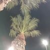 estrella_13lo