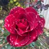 lilbrat_49091