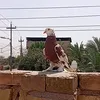 @:♯̶عــــليـــوي✘↯🇰🇼::♯̶::