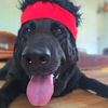 labrador_mirroraaa