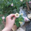 zaharazozo68