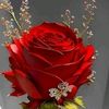 naveedchudary5036