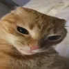 basti_3933