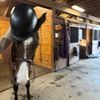 ryleighrideshorses