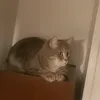 furax6661