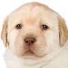 eumesmokk19
