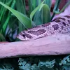 thedathehognose