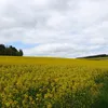 jochemhonshorst