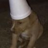 vids_random281