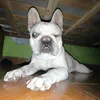 brunardo_.rojas