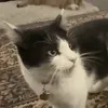 404alfie
