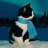snowflirt