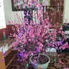 nampham00331992