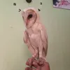 putra_owl