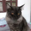 😽