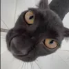 cuabeedo