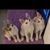 zzlittlecat