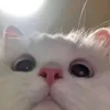 myyaozi