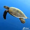 dream.dive.maldiv