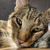 _tyson_27