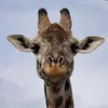 giraffehq_