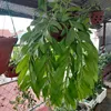 .nguoi.hai.duong