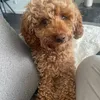 nellsmax1