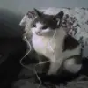 lilurzzz
