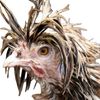 madder_than_a_wet_hen