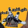 هاوي طيور الحمام Pigeon birds