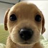 ilovedogs.doyoulovedogs