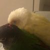 bird_wings7