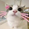 issamwahh0
