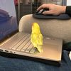 chirpinandderpin