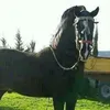 mohammedhamza2662