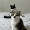 JULiUS ET KiMi