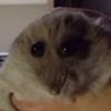 deviousevilmouse