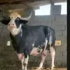 hgjv_hv