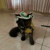 itsbontotthecat