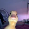 kieuanhnguyen75