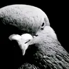 deivid_r3