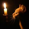 gato_oe
